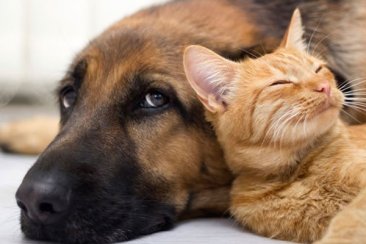caes-e-gatos.jpg